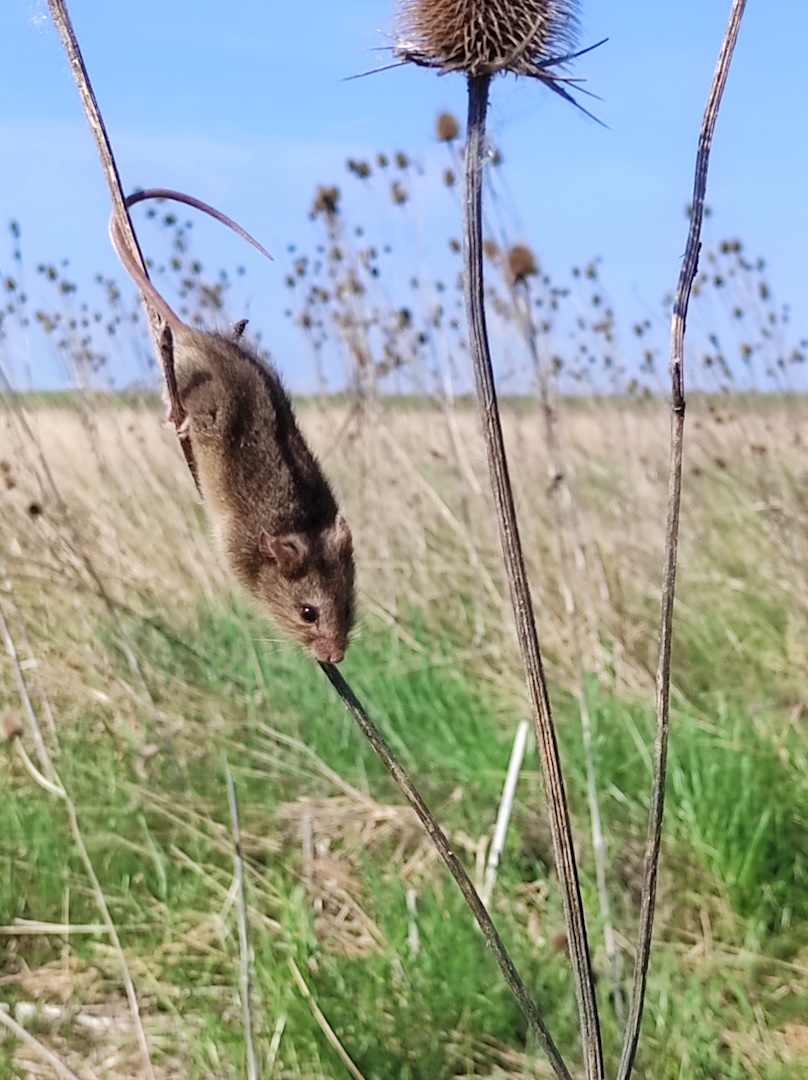 25. kép Magyar szöcskeegér.jpg